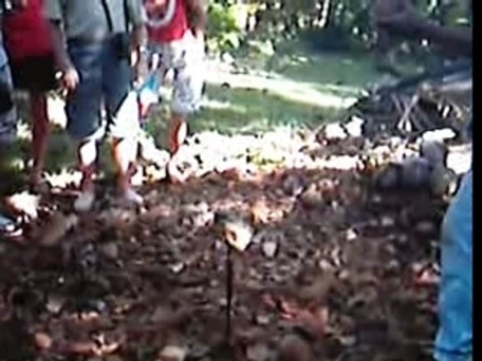 Noix de coco