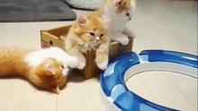 Cute kittens with their Mother