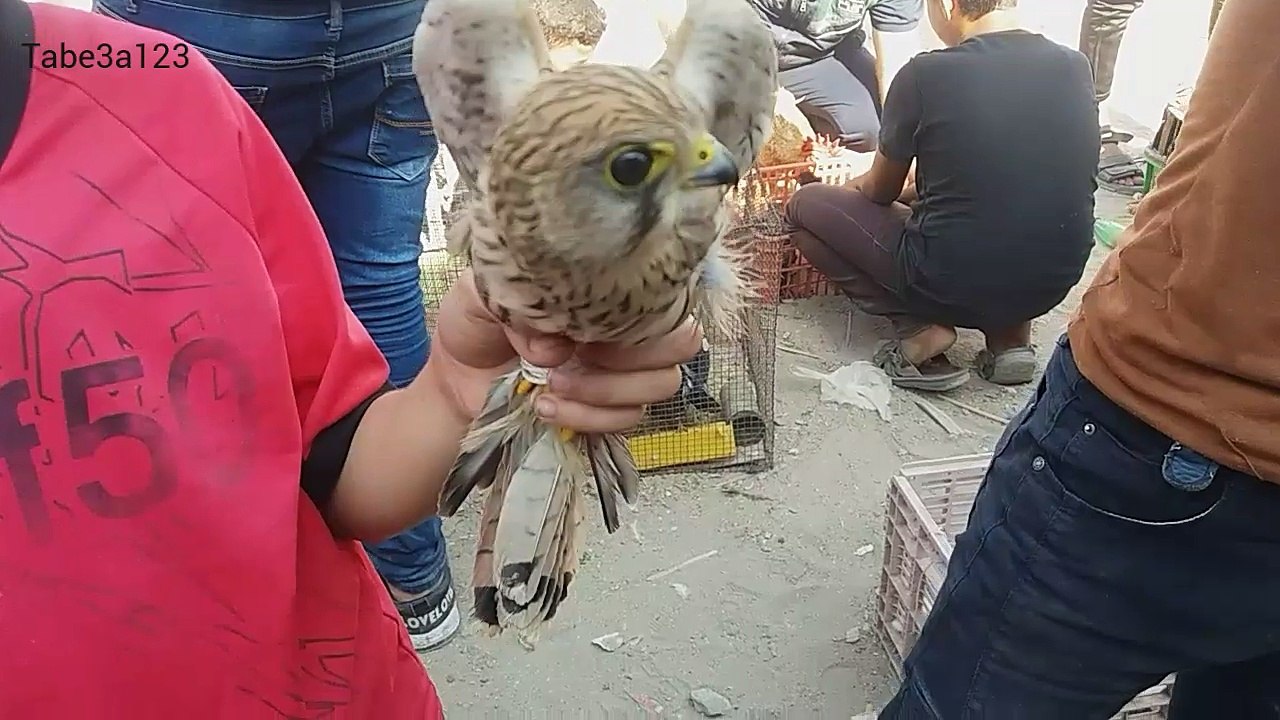 سوق الصقور و الطيور الجارحة