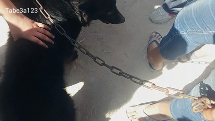 كلب اسود فحم و له فرو طويل