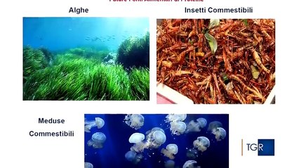 A Bari si mangiano meduse ed insetti: "è il cibo del futuro"