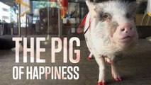 Animal Therapy: Meet Lilou the Pig