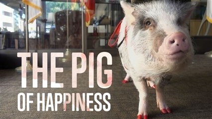 Animal Therapy: Meet Lilou the Pig