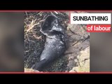 One-month-old seal pup rescued after being discovered sunbathing | SWNS TV