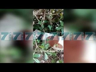 MAFIOZET E KAMORRES VENDOSIN SHPERBLIM PER VRASJEN E QENIT ANTIDROGE - News, Lajme - Kanali 7