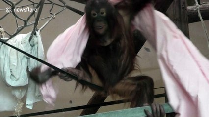 Orangutan youngster dresses up as a ghost for halloween