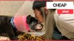 Dog that survived being shot in the face is searching for a home | SWNS TV