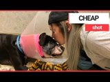 Dog that survived being shot in the face is searching for a home | SWNS TV