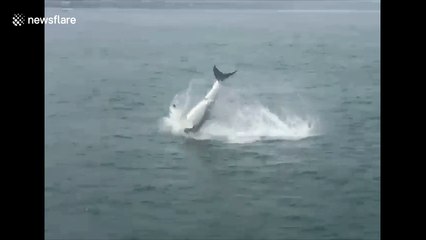 Great white shark breaches with seal in its jaws