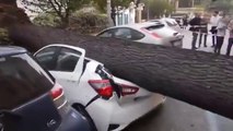 Maltempo, a Roma bus scoperchiato e alberi sulle auto in strada