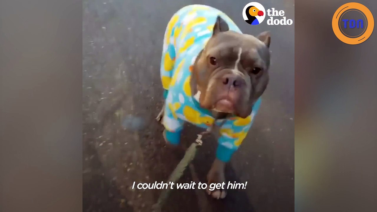 Il adopte un pit bull très agressif... mais au contact de son nouveau maître, il devient le plus mignon des chiens !