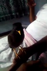 Here's a bird that thinks 'what is this human doing?!' Great Video!