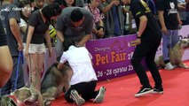 Shocking moment pit bull attacks Siberian husky at Thai pet show
