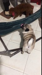 A este perro le encanta acostarse en las hamacas