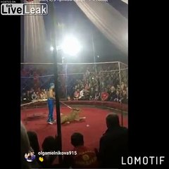 Une lionne s'en prend au public dans un cirque !