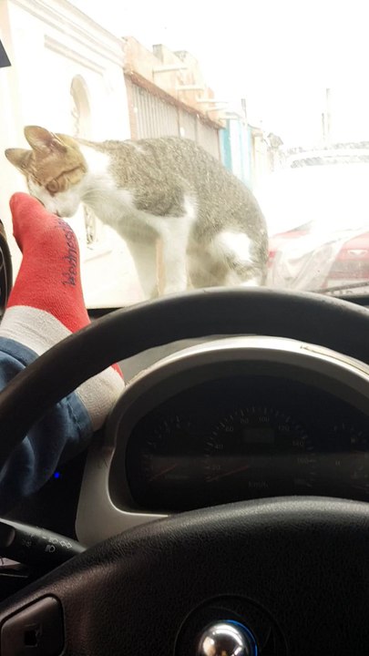Faire peur à un chat sur une voiture (Instant Karma)