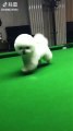 Boule de poils sur une table de billard