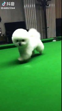 Boule de poils sur une table de billard