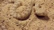 Cette vipère des sables est maitresse dans l'art du camouflage... Incroyable