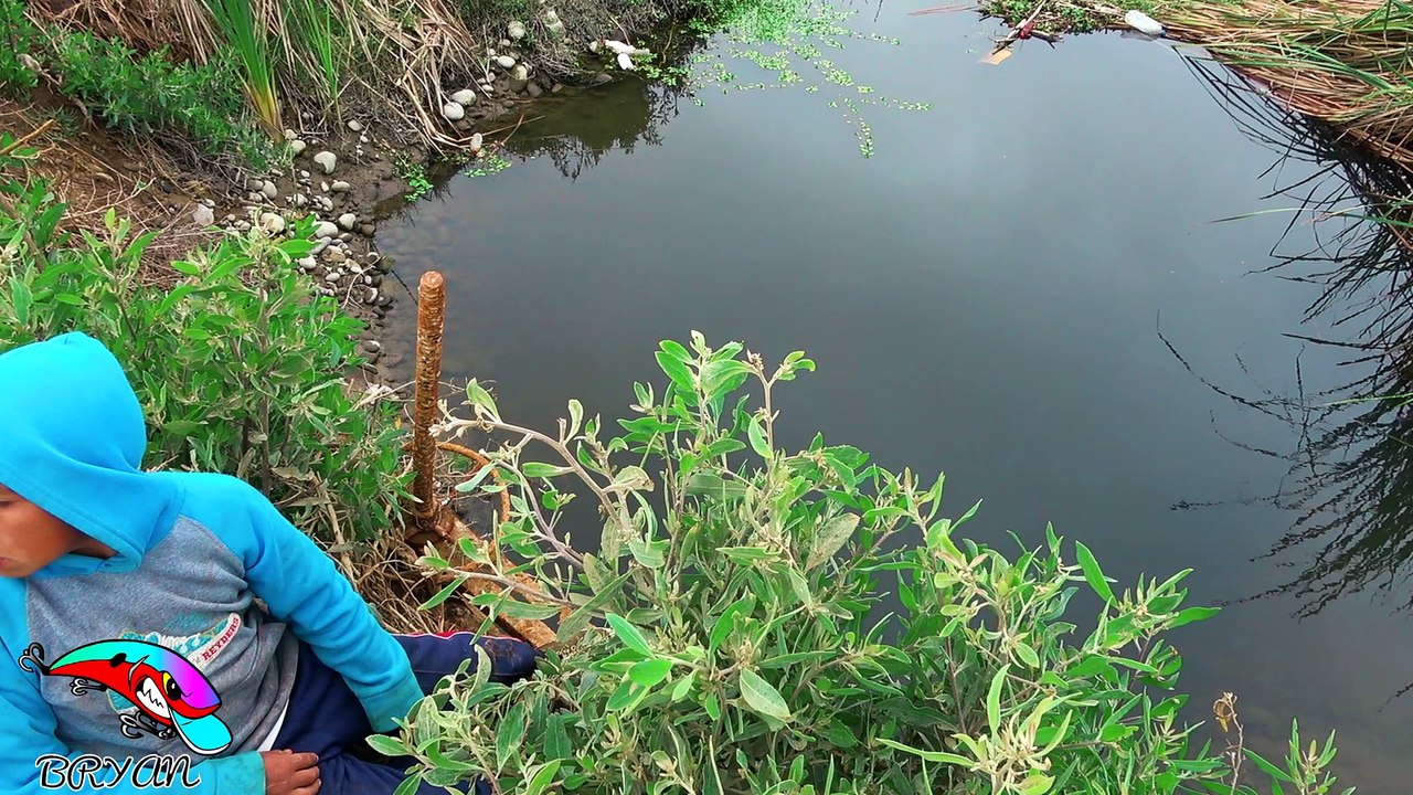 Pesca de Tilapias - Mojarras En Lago