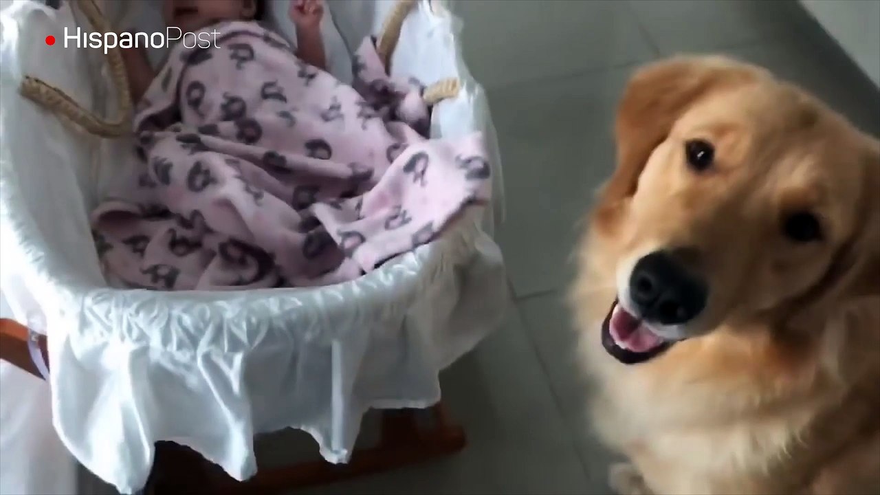 Vea como este perro trata de calmar a un recién...