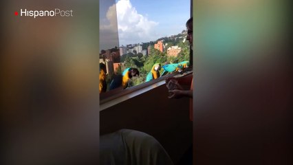Papagayos llenan de color y alegría el cielo y los hogares caraqueños