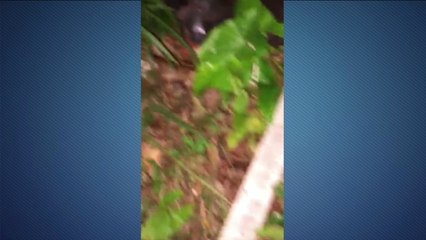 Vídeo: ONG resgata cachorra que pode ter sido estuprada