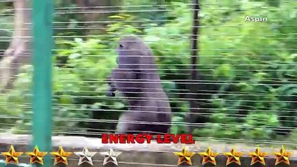 The World Best Fighting Gorilla VS Lion.. Who's Winning??