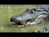 Python vs Alligator - Python attacks Alligator