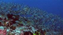 Bannière de poissons tropicaux poissons sur récif de corail