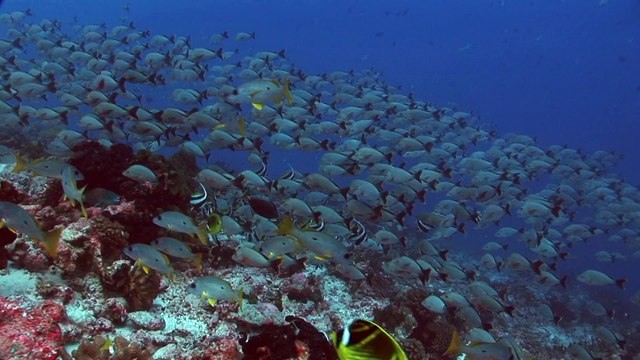 Bannière de poissons tropicaux poissons sur récif de corail