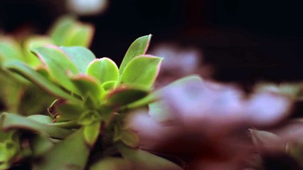 Succulent Plants - Dr. Ryan Kime