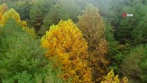 Sonbaharın renklerine bürünen Atatürk Arboretumu havadan görüntülendi