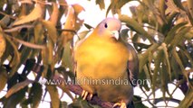 Birds of Delhi- Yellow-legged Green Pigeon Rose-ringed Parakeet and Ring Dove