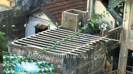 62-year-old Bird Man of India serves food to parakeets