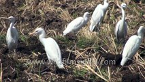 Birds that benefit agriculture in a village in Karnataka