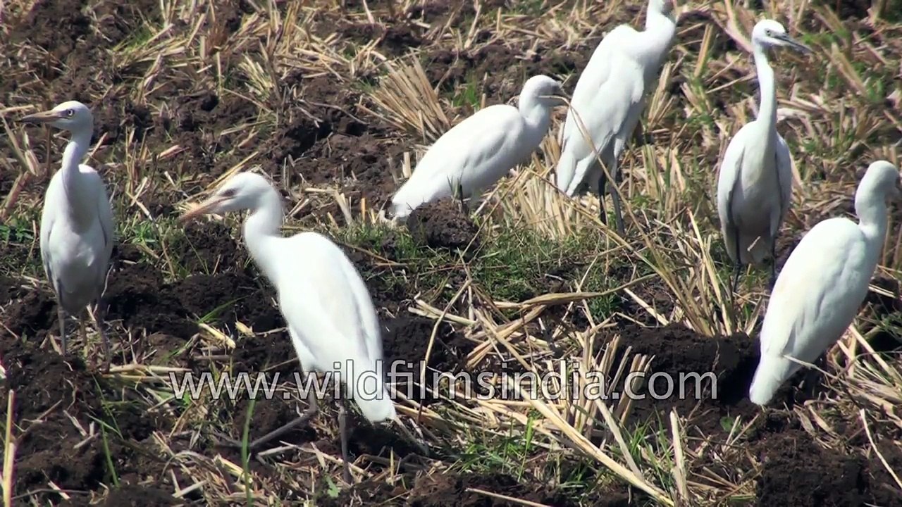 Birds that benefit agriculture in a village in Karnataka