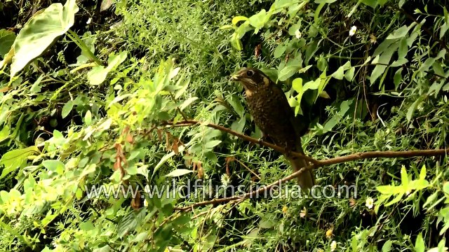 Chestnut-bellied Rock Thrush male and female - stunning Himalayan bird couple