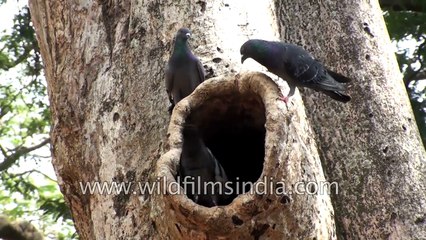 Even birds quarrel over space - pigeons fight for a tree hole