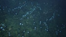 'Massive' Group Of Deep Sea Octopuses Never Seen Before Filmed By Nautilus Expedition