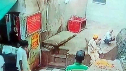 Cuando te roban tu cobra: ¡Mono trolea a encantador de serpientes!