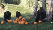 Gorilas del zoo de Londres comen calabazas antes de Halloween