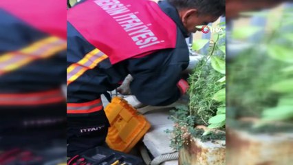 Parmaklıklara sıkışan köpek kurtarılmayı bekledi