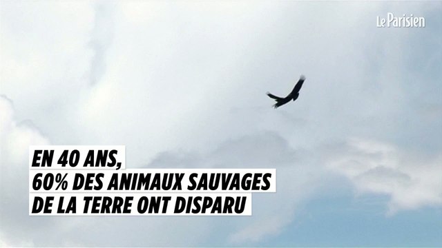 En 40 ans, 60% des animaux sauvages de la Terre ont disparu