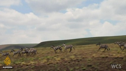 Zebra's let back into the wild in Tanzania’s Kitulo National Park