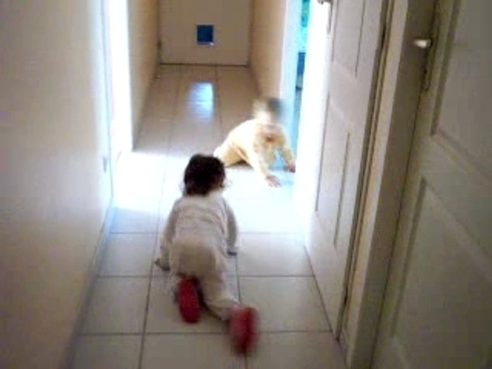 courses de petits chiens