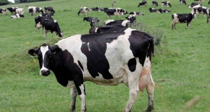 Dünya Doğayı Koruma Vakfı: İnsanlık, 44 Yılda Hayvanların Yüzde 60'ını Yok Etti