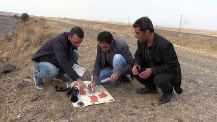 Kuşların göç güzergahı: Muş Ovası