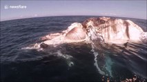 Diver films tiger sharks and great whites feasting on whale carcass off the coast of Australia