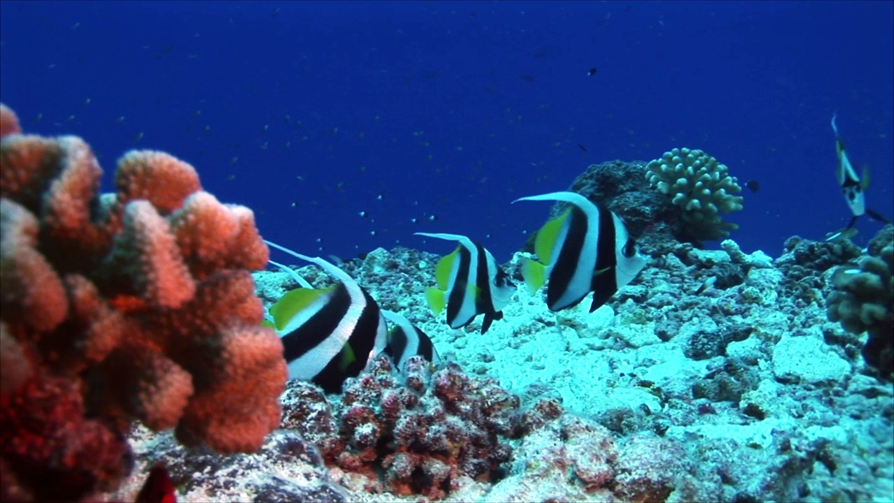 Poisson tropical